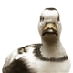 Facet - Duck